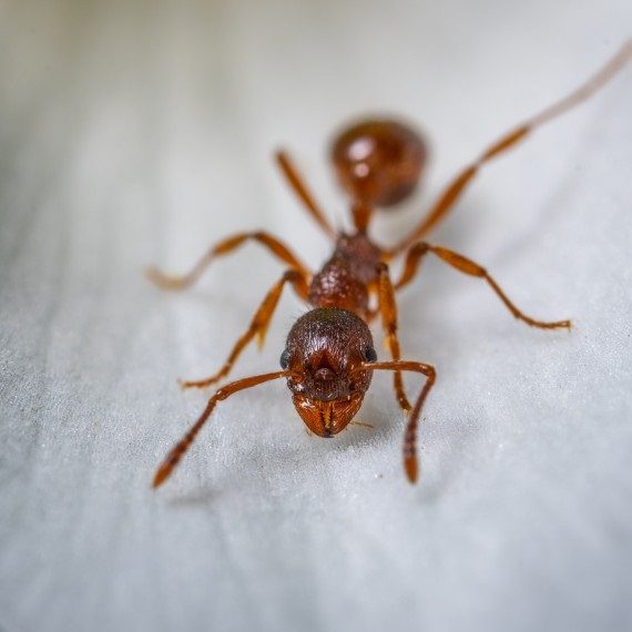 Field Ants, Pest Control in Southgate, N14. Call Now! 020 8166 9746