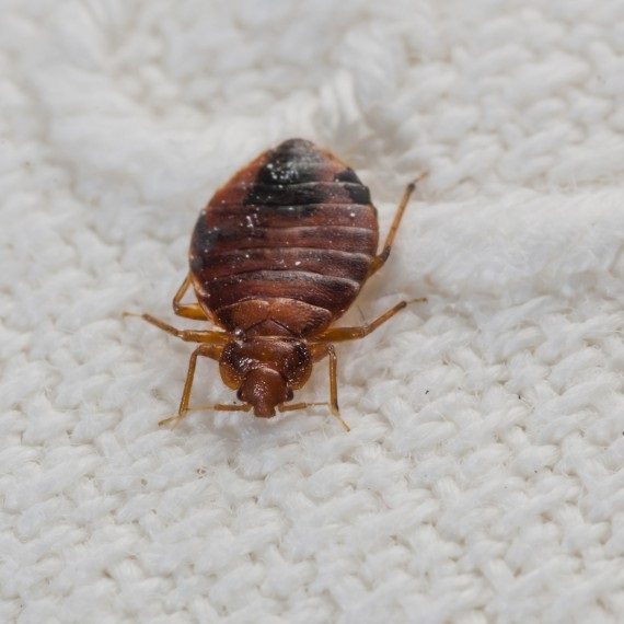 Bed Bugs, Pest Control in Southgate, N14. Call Now! 020 8166 9746