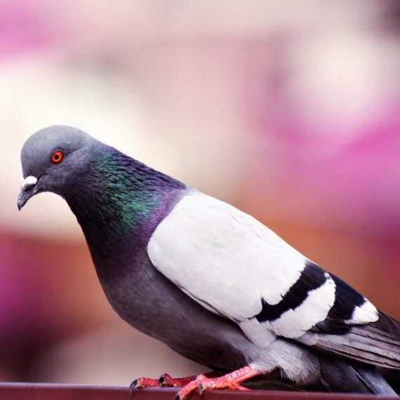 Birds, Pest Control in Southgate, N14. Call Now! 020 8166 9746