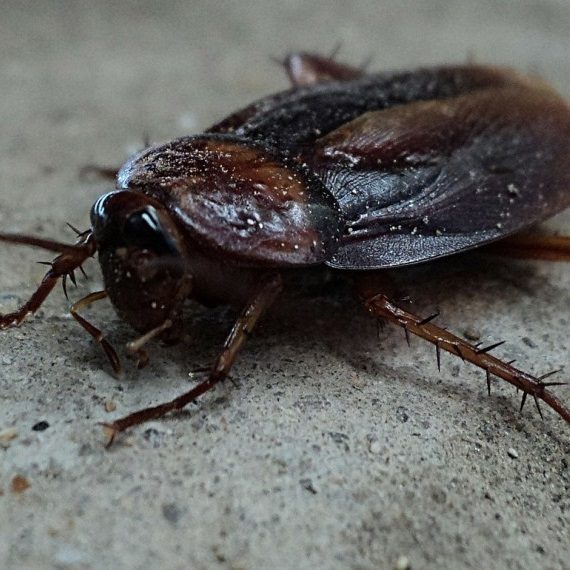 Cockroaches, Pest Control in Southgate, N14. Call Now! 020 8166 9746
