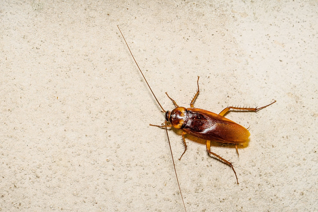Cockroach Control, Pest Control in Southgate, N14. Call Now 020 8166 9746