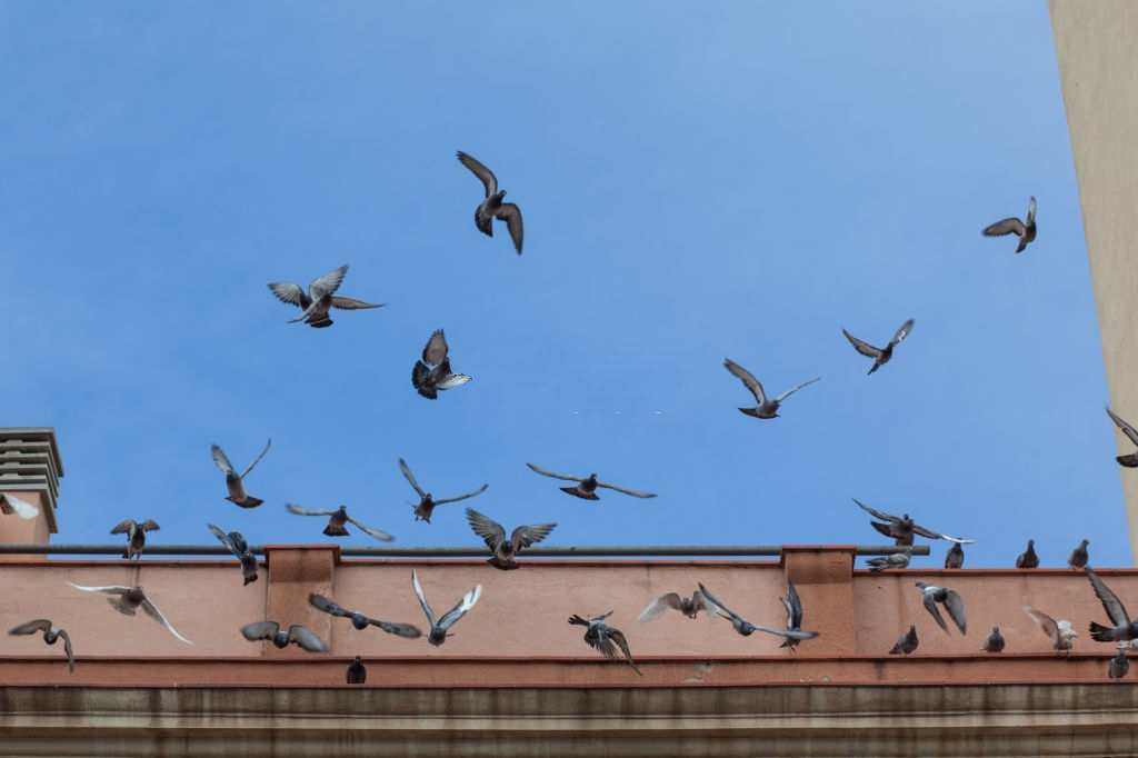Pigeon Pest, Pest Control in Southgate, N14. Call Now 020 8166 9746