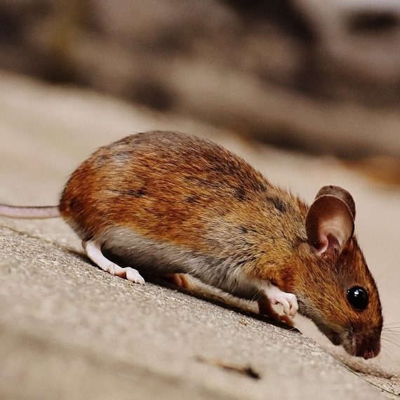 Mice, Pest Control in Southgate, N14. Call Now! 020 8166 9746