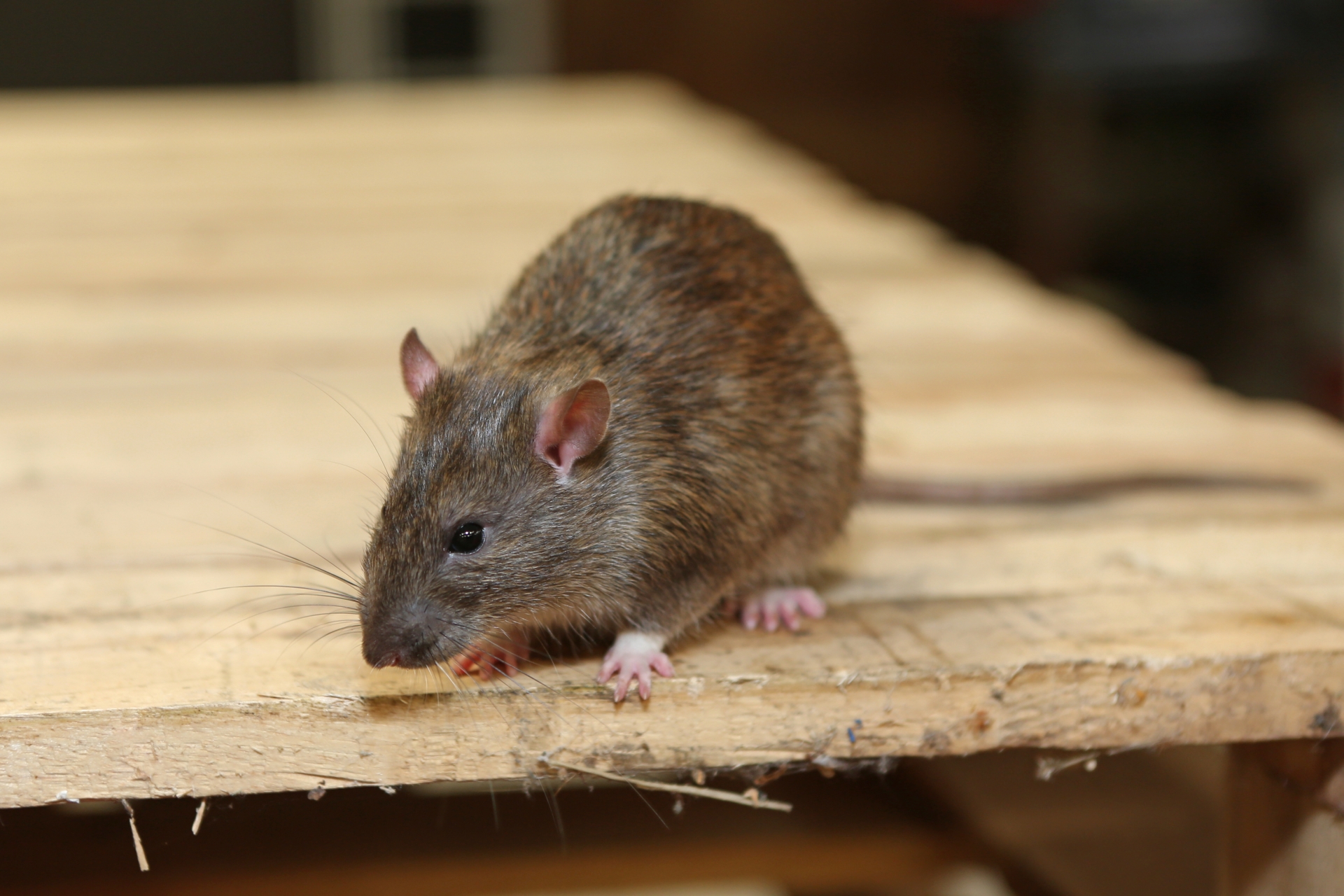 Rat Infestation, Pest Control in Southgate, N14. Call Now 020 8166 9746