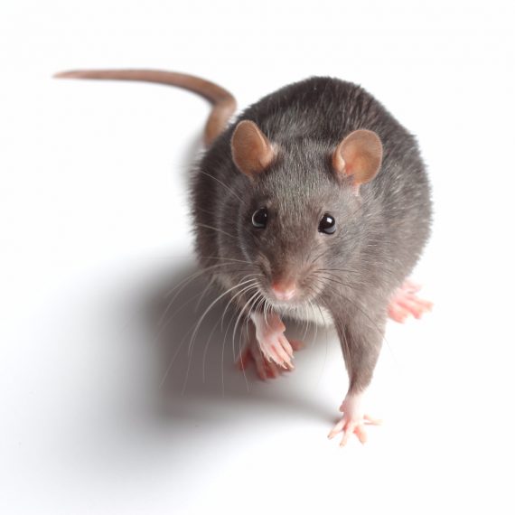Rats, Pest Control in Southgate, N14. Call Now! 020 8166 9746