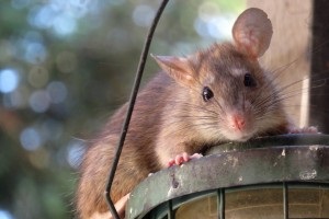 Rat extermination, Pest Control in Southgate, N14. Call Now 020 8166 9746