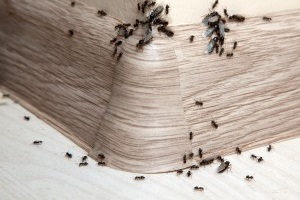 Ant Control, Pest Control in Southgate, N14. Call Now 020 8166 9746