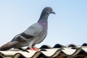 Pigeon Control, Pest Control in Southgate, N14. Call Now 020 8166 9746