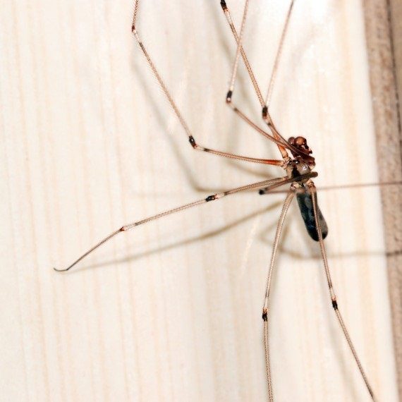 Spiders, Pest Control in Southgate, N14. Call Now! 020 8166 9746