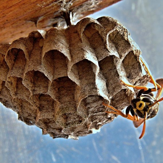 Wasps Nest, Pest Control in Southgate, N14. Call Now! 020 8166 9746